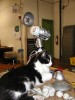 cat+robot